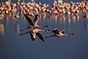 Trio of Lesser Flamingos in flight, Lake Nakuru National Park, Kenya. Phoenicopterus