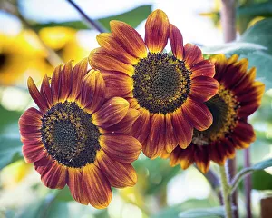 Sunflower Prints: Trio of orange sunflowers gladdens a garden