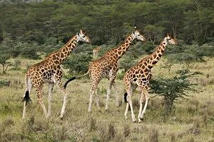 Images Dated 25th July 2005: Trio of Rothschild s