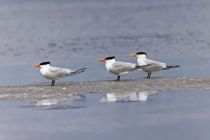 Trio Prints: Trio of Royal terns, South Padre Island, Texas