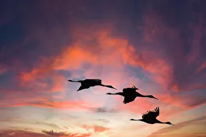 Crane Prints: Trio of sandhill cranes settling in for the night