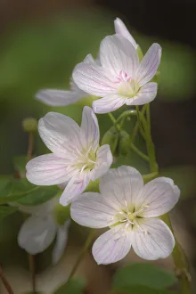 Forest Floor Prints: Trio of Spring Beauties, Michigan, Claytonia virginica