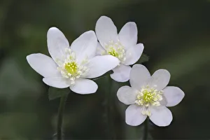 Trio Prints: Trio of wood anemone flowers, The Parklands, Louisville, Kentucky