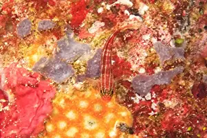 Sulawesi Prints: triplefin goby, Scuba Diving at Tukang Besi / Wakatobi Archipelago Marine Preserve