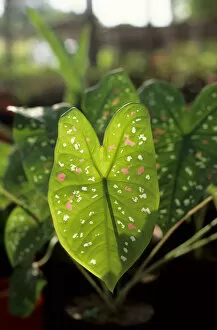 Trombetas, Brazil. Leaf of Caladium Bicolor