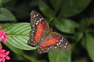 Images Dated 12th November 2010: Tropical butterfly