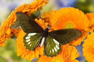 Greenish Prints: Tropical butterfly, Battus madyes, on orange gerber daisy