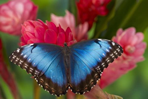 Tropical Butterfly the Blue Morpho, Morpho granadensis on ginger flower