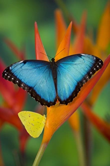 Tropical Butterfly the Blue Morpho, Morpho granadensis, on orange Heliconia Flowers