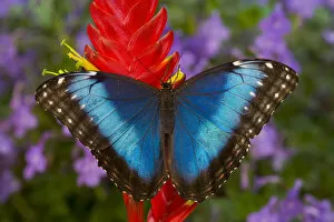 Images Dated 28th October 2005: Tropical Butterfly the Blue Morpho, Morpho granadensis on ginger flower