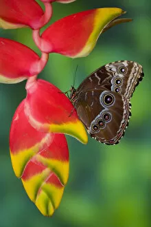 Images Dated 1st December 2005: Tropical Butterfly the Blue Morpho, Morpho granadensis, hanging on Heliconia tropical