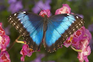 Images Dated 28th October 2005: Tropical Butterfly the Blue Morpho, Morpho granadensis on pink orchid