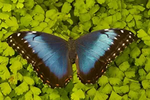 Images Dated 23rd October 2005: Tropical Butterfly the Blue Morpho, Morpho granadensis, on fern