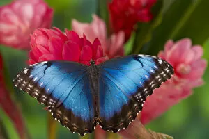 Images Dated 2nd December 2005: Tropical Butterfly the Blue Morpho, Morpho granadensis on ginger flower