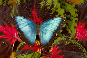 Images Dated 24th October 2005: Tropical Butterfly the Blue Morpho, Morpho peleides, open winged on Coleus Plant