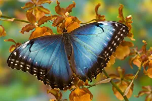 Tropical Butterfly the Blue Morpho, Morpho pileides, open winged on tropical orchid