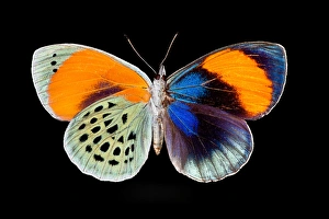 Bottom Prints: Tropical Butterfly Callithea sapphira, female wing comparison top and bottom