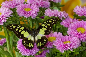 Graphium Prints: Tropical butterfly, Graphium tynderacus, on pink mums