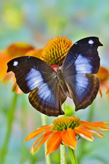 Images Dated 21st March 2019: Tropical butterfly, Napocles jucunda, on orange coneflowers