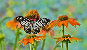 Stripe Prints: Tropical butterfly on orange cone flower