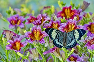 Painted Tongue Prints: Tropical butterfly, Panacea procilla, on group of painted tongue flowers
