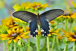 Tropical butterfly, Papilio alcemenor f. leucoclis, on hirta daisies