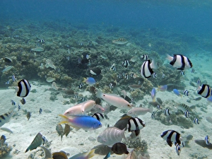 Tropical Fish, Malolo Lailai Island, Mamanuca Islands, Fiji, South Pacific