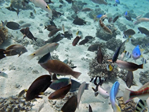 Fiji Prints: Tropical Fish, Malolo Lailai Island, Mamanuca Islands, Fiji, South Pacific