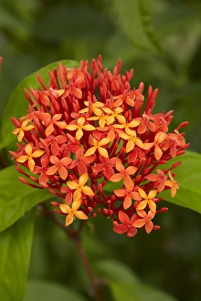Viti Levu Prints: Tropical flower, Coral Coast, Viti Levu, Fiji, South Pacific