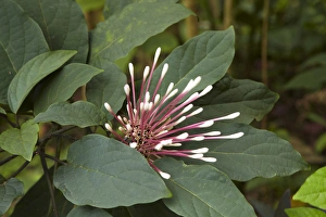 Images Dated 25th October 2011: Tropical flower in garden, Coral Coast, Viti Levu, Fiji, South Pacific