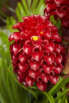 Viti Levu Prints: Tropical flower in garden, Coral Coast, Viti Levu, Fiji, South Pacific