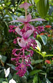 Images Dated 16th February 2017: Tropical flower in Hawaii Botanical Garden, Big Island, Hawaii
