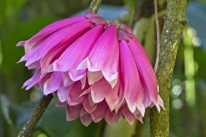 Images Dated 16th February 2017: Tropical flower in Hawaii Botanical Garden, Big Island, Hawaii