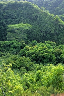 Images Dated 10th May 2007: Tropical forest on the island of Kauai, Hawaii
