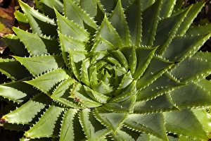 Images Dated 25th March 2015: Tropical Garden, Hamilton Gardens, Waikato, North Island, New Zealand