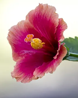 Images Dated 26th June 2019: Tropical hibiscus flower, Maui, Hawaii