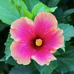 Tropical hibiscus flower, Maui, Hawaii