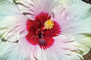 Shrub Prints: Tropical Hibiscus flower, Moorea, Tahiti