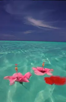 Tropical Honduras, Roatan. Hibiscus Blossoms in water