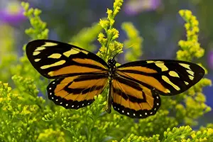 The Tropical Milkweed Butterfly, of Central and South America, Lycorea halia