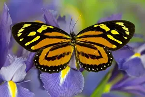 Cream Prints: The Tropical Milkweed Butterfly, of Central and South America, Lycorea halia