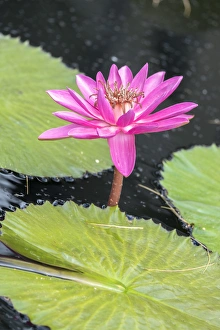 Herb Prints: Tropical Night-flowering Waterlily, USA