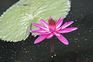 Herb Prints: Tropical Night-flowering Waterlily, USA