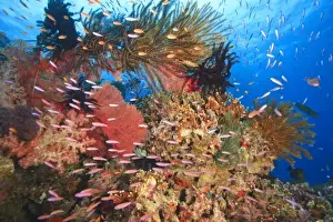 Crinoid Prints: tropical reef with Anthias fish, Crinoids near Beqa Island off Southern Viti Levu