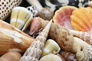 Nautical Prints: Tropical shell still-life