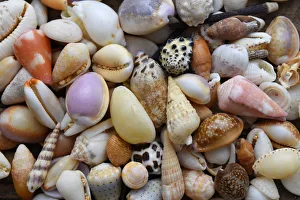 Tropical shell still-life