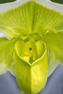 Lady Slipper Prints: Tropical Slipper Orchid