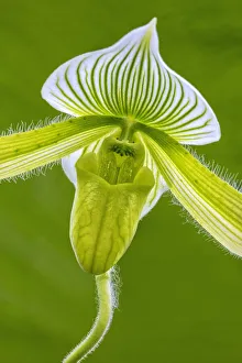 Tropical Slipper Orchid