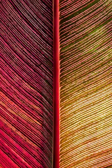 Stripe Prints: Tropical Vibes