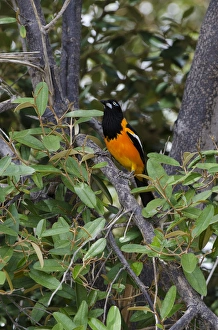 Netherlands Antilles Prints: Troupial (Icterus icterus) BONAIRE, Netherlands Antilles, Caribbean